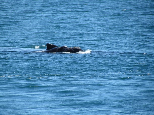 新高尔夫的游船之旅，看鲸鱼图片下载