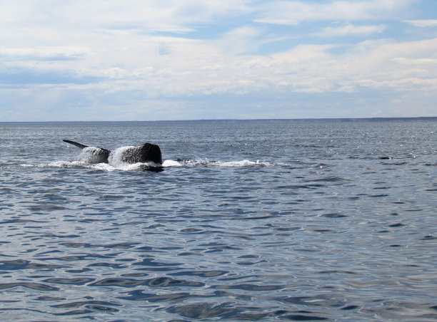 新高尔夫的游船之旅，看鲸鱼图片下载