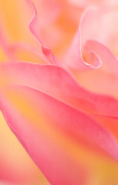 粉红色花朵的全帧拍摄图片下载