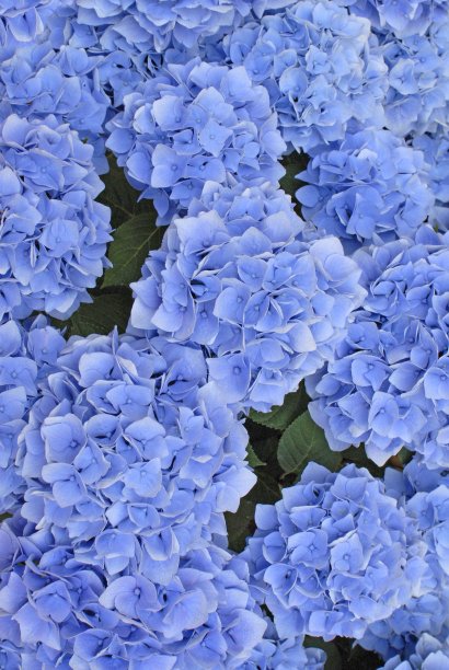 蓝色绣球花特写镜头图片下载