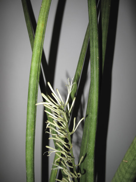 Sansevieria白茅图片下载