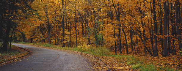加拿大枫林中的小路图片下载
