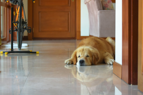 睡狗(金毛猎犬)图片下载