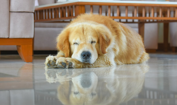 睡狗(金毛猎犬)图片下载