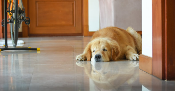 睡狗(金毛猎犬)图片下载