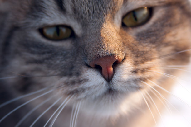 愤怒猫的嘴巴特写，被太阳照亮。图片下载