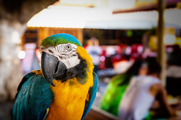 Ara ararauna -绿黄色的鹦鹉在街道的背景图片下载