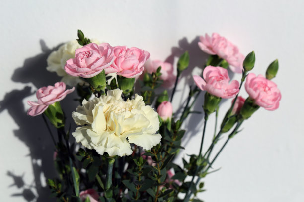 一束可爱的白色和粉石竹，菊花和玫瑰花图片下载