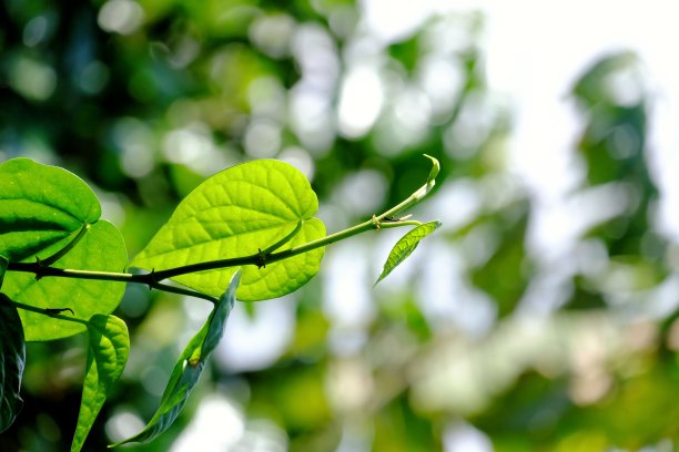 花园里生长的热带槟榔叶图片下载