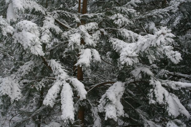 松树的树枝上覆盖着一层雪，近处看。图片下载
