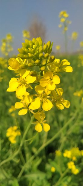 美丽的乡村花图片下载