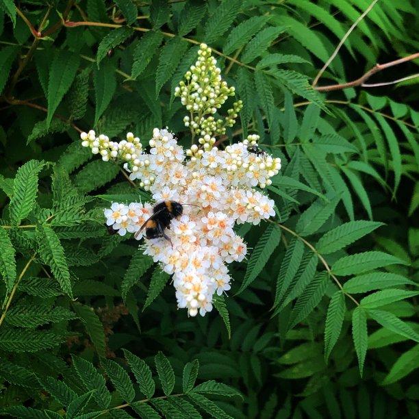 大黄蜂图片下载