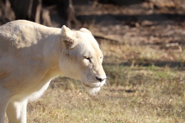 铁丝网后面的白色母狮图片下载