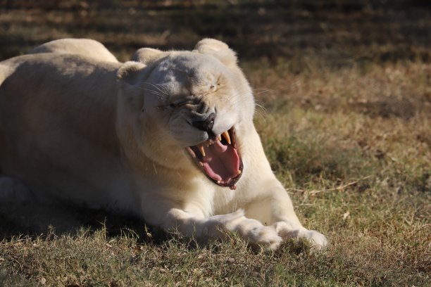 咆哮的白狮子露出牙齿。图片下载