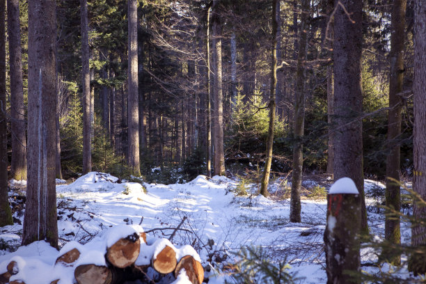 视野内的野生森林与雪和阳光。树林里的针叶树的树干覆盖着白雪。在阳光明媚的冬日，黑森林景观。图片下载