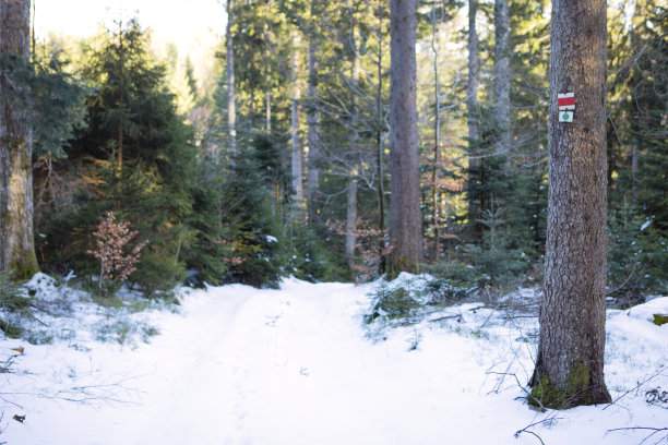 白雪皑皑的森林里有痕迹的树干。树林里的小路被白雪覆盖着。阳光下的针叶树。黑森林景观，山径标志。冬天在野外背景。图片下载