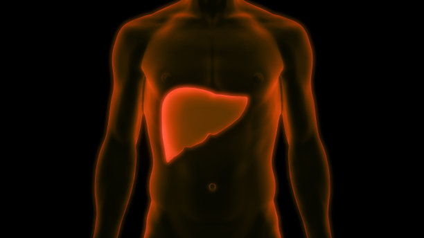 人体消化系统肝脏解剖图片下载