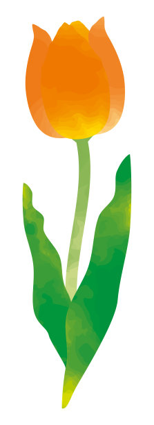 郁金香，水彩画风格，橙色，单轮图片下载