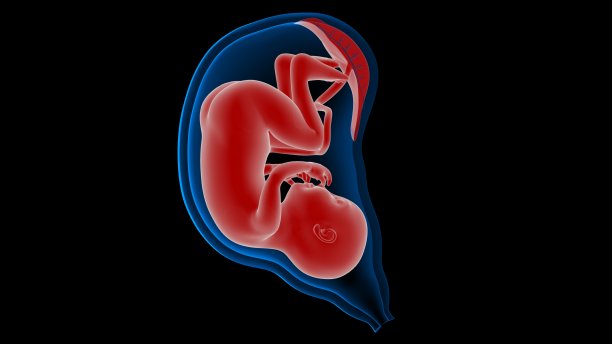 子宫内胎儿解剖x射线3D渲染图片下载