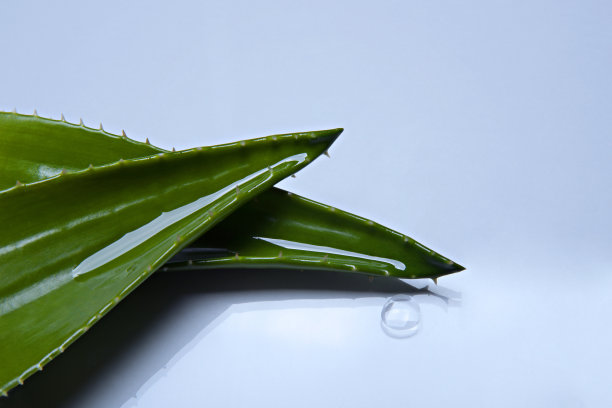 芦荟叶与水滴在白色的背景。图片下载