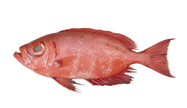 孤立的红海鲈鱼或大眼鱼图片下载