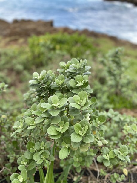 北海岸瓦胡岛夏威夷群岛股票照片图片下载