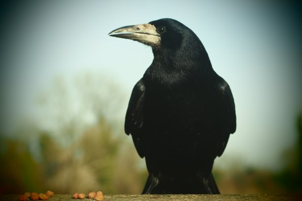 在寒冷的土地上沉思图片下载