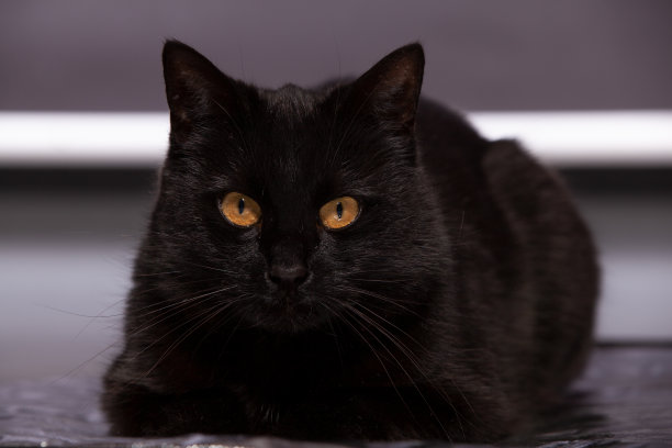 黑色背景上的一只美丽的黑猫图片下载
