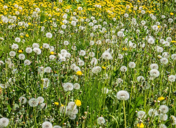春天的Blowball草地图片下载