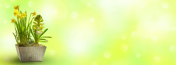 盛开的插花在春天的阳光图片下载