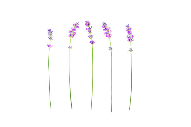 薰衣草花图案孤立在白色的背景。图片下载