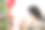 青年男人送女朋友圣诞礼物图片下载