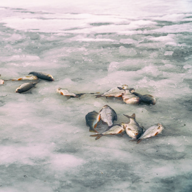 冰上的鱼。鲈鱼和蟑螂图片下载