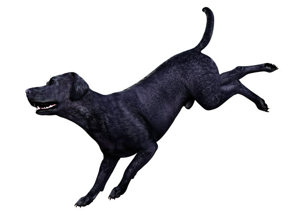 3D插图黑色拉布拉多狗在白色图片下载