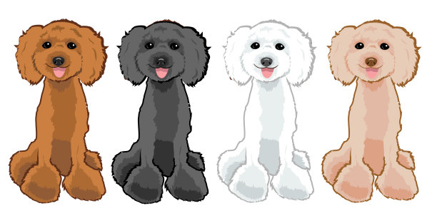 可爱的玩具贵宾犬图片下载