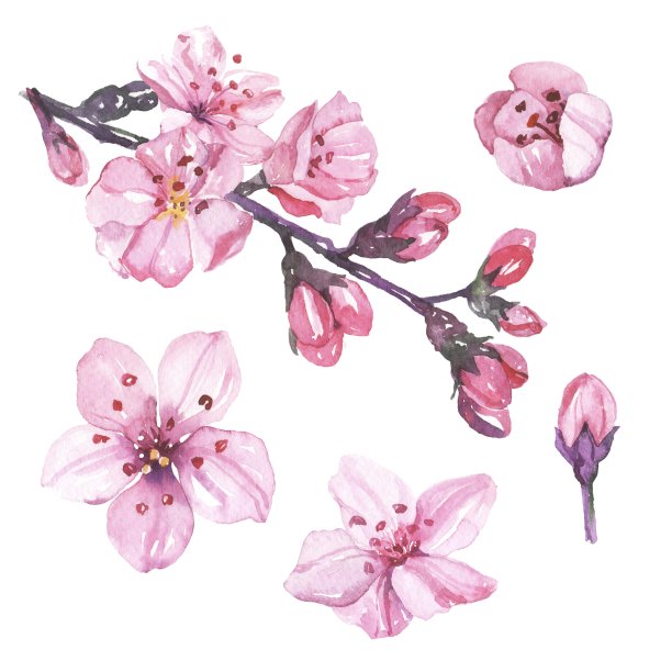 水彩手绘樱花樱花插图孤立在白色的背景图片下载