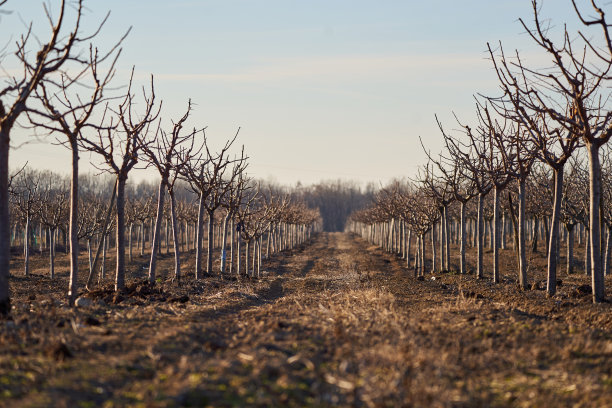 果园里成排的李树图片下载