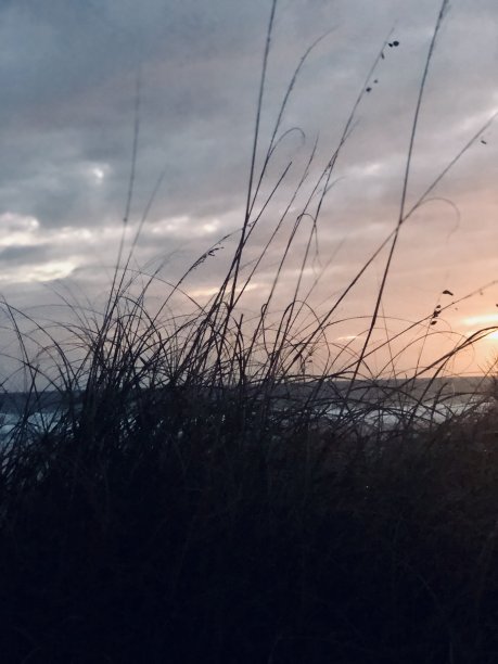 海燕麦图片下载