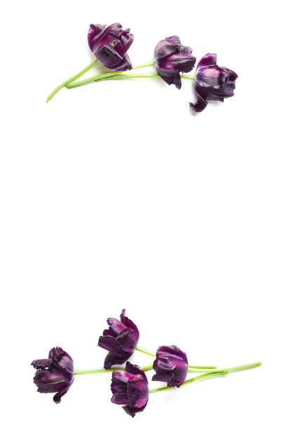 白色背景上垂直的郁金香框架。花卉概念，平面布局，俯视图图片下载