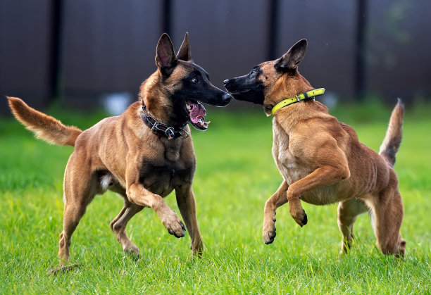 两个年轻的扮演比利时牧羊人马里诺斯图片下载