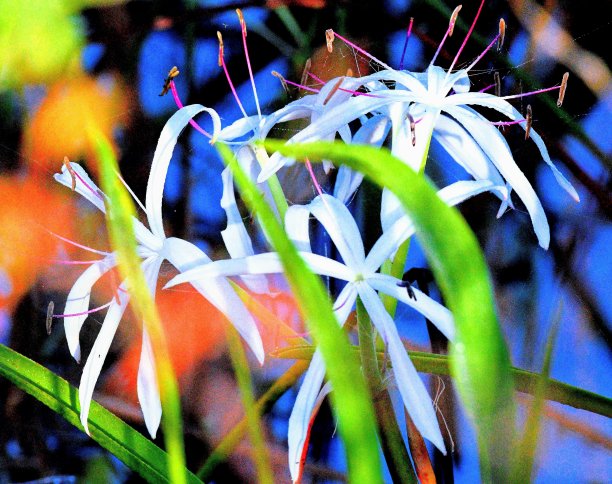 沼泽地的自然和野生动物图片下载