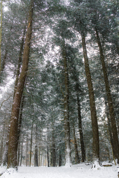 下雪的森林图片下载