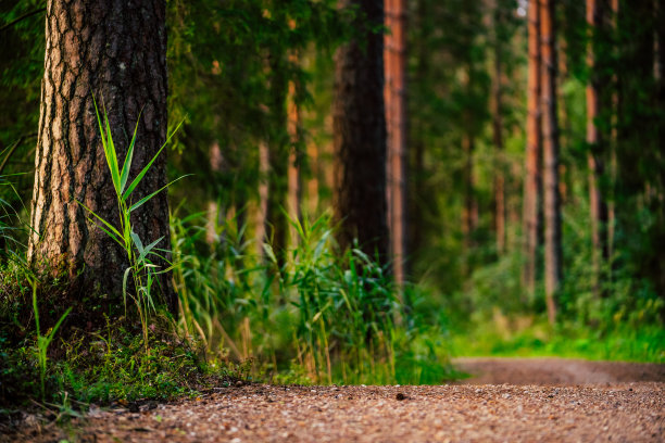 在魔法穆迪森林的旅游徒步小径-部分模糊的照片与复制空间图片下载