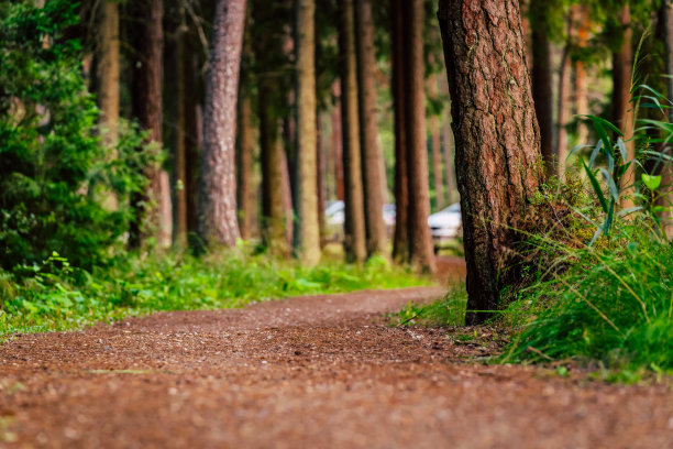 在魔法穆迪森林的旅游徒步小径-部分模糊的照片与复制空间图片下载