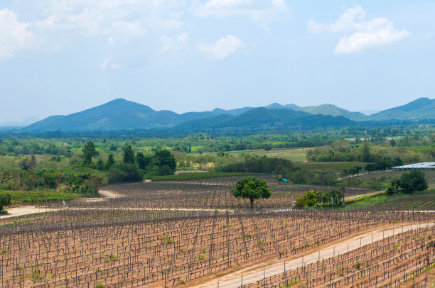 泰国华欣山葡萄园的景色。图片下载