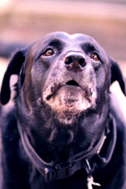 一只拉布拉多猎犬在狂叫图片下载
