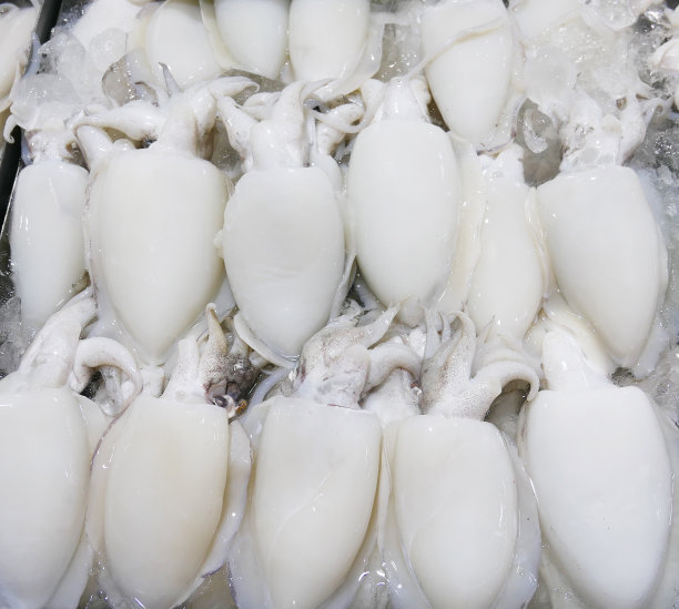 新鲜的鱿鱼图片下载