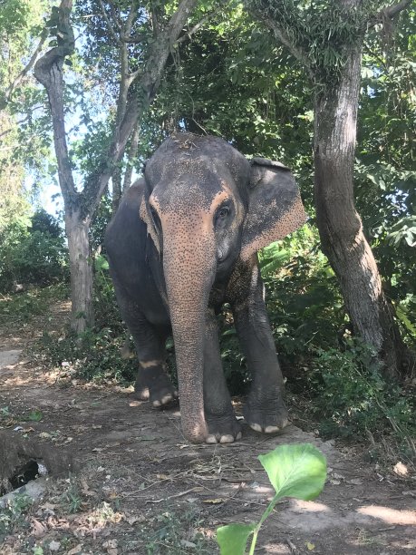泰国热带森林里一只大象的照片图片下载