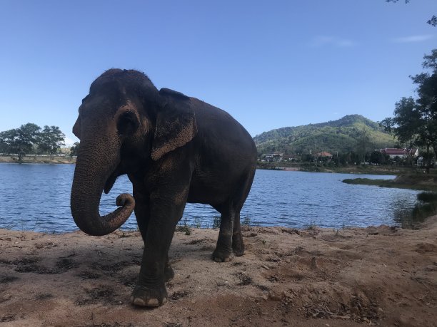 泰国热带森林里一只大象的照片图片下载