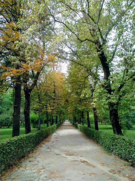 公园里的绿色小路图片下载